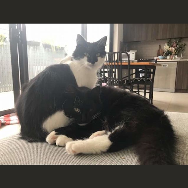 Photo of Gigi & Kuro