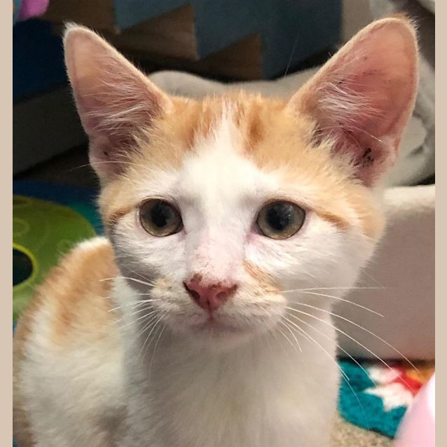 Photo of Kit