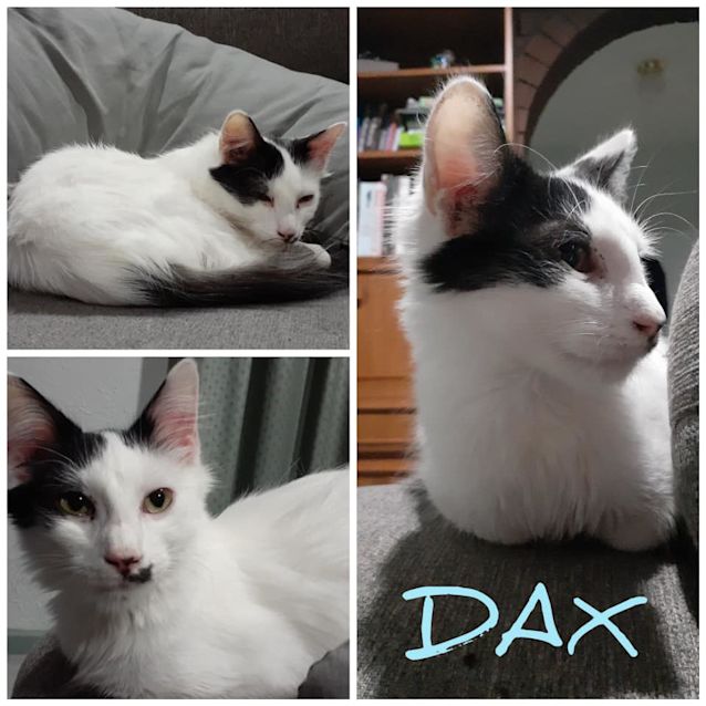 Photo of Dax