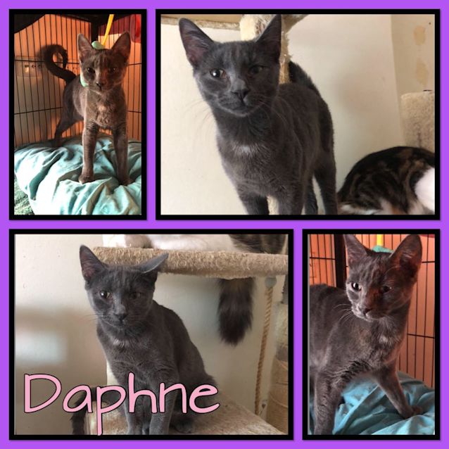 Photo of Daphne