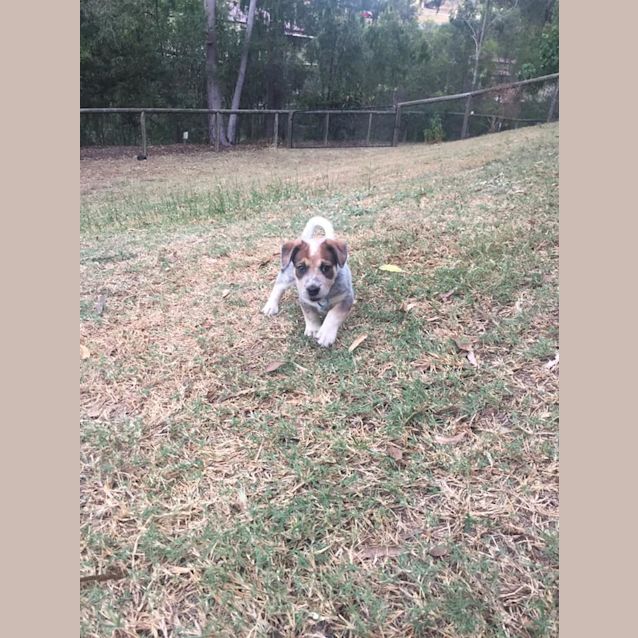 Photo of Buck