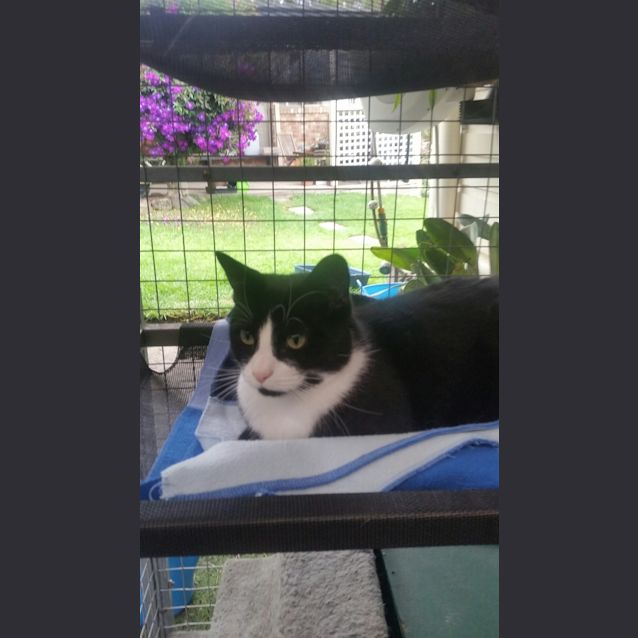Photo of Cooper