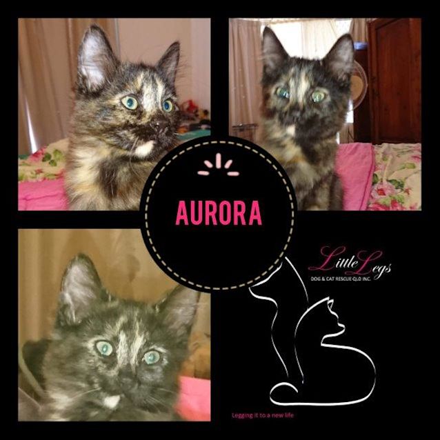 Photo of Aurora