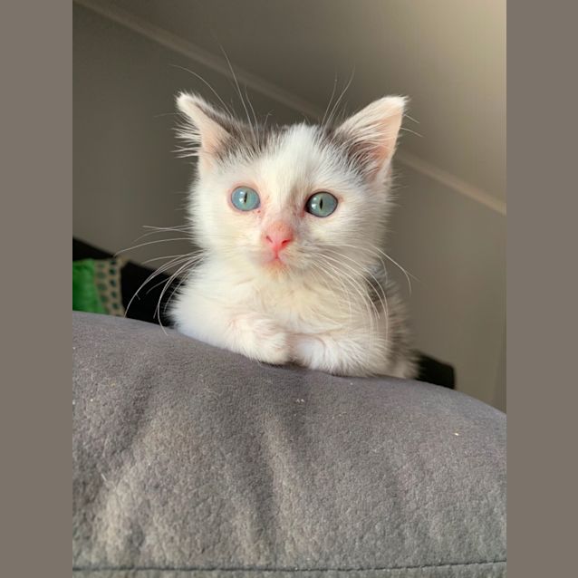 Photo of Mojo
