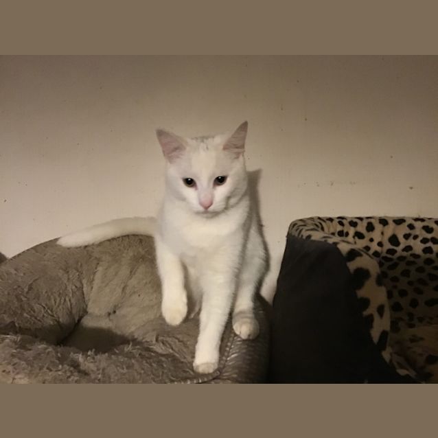 Photo of Spook