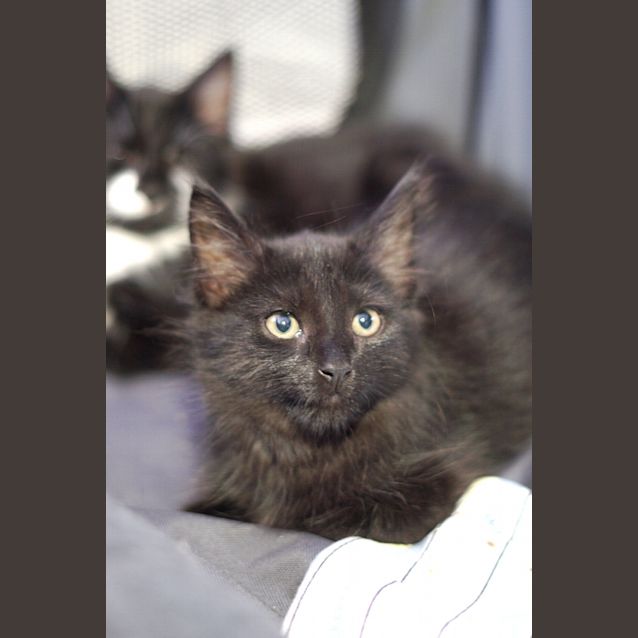 Photo of Basil ~ 12 Week Old Male Kitten (On Trial 8/5/20)