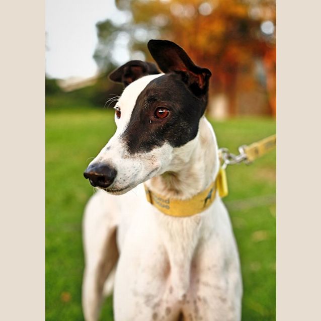Photo of Odie (On Trial)