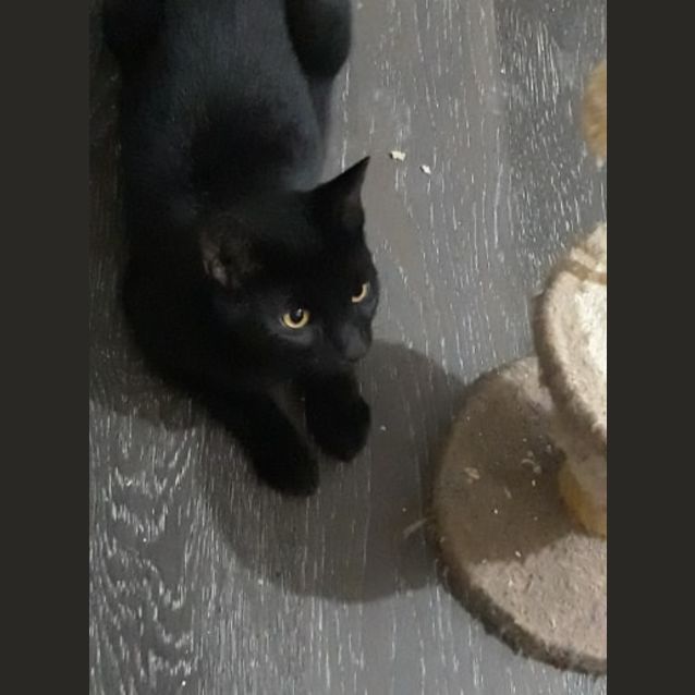 Photo of Violet 