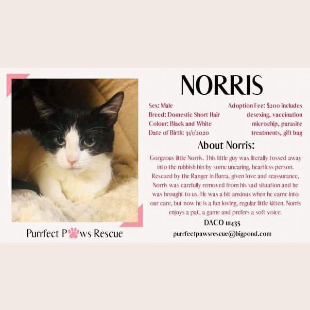 Photo of Norris