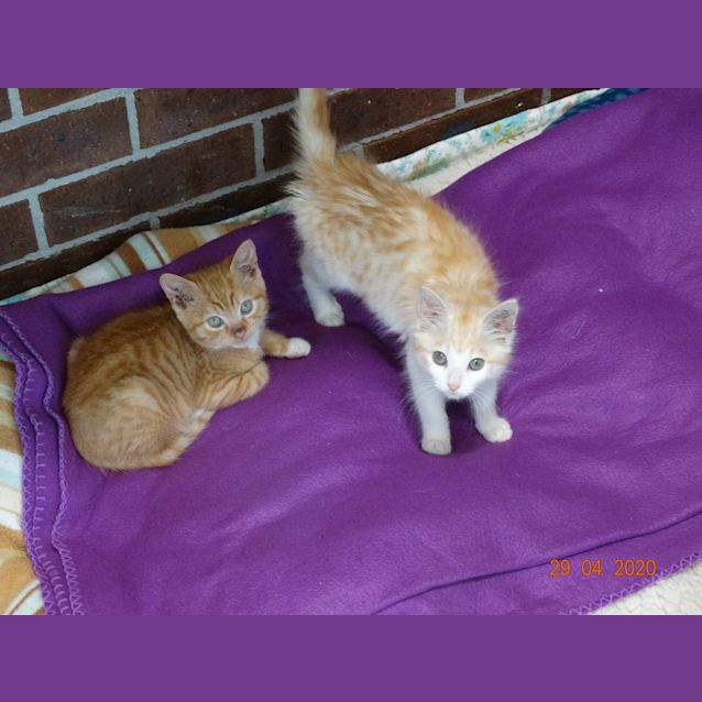 Photo of Tig And Olaf   Adoption Pending