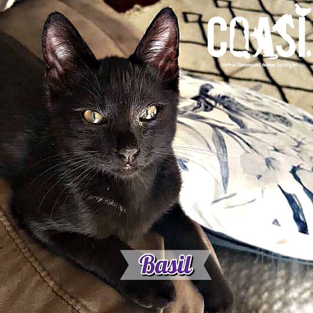 Photo of Basil