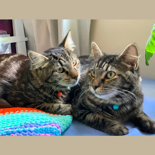 Photo of Hugo & Oliver (Bonded Pair)