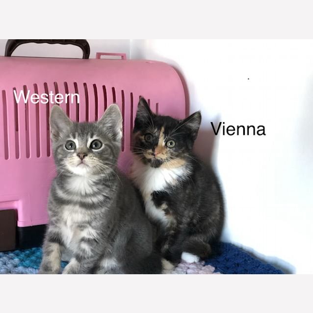 Photo of Vienna