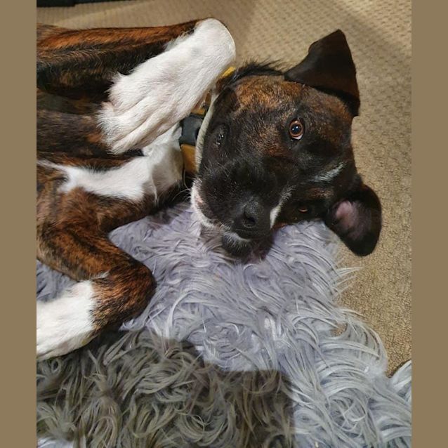 Photo of Bosco 
