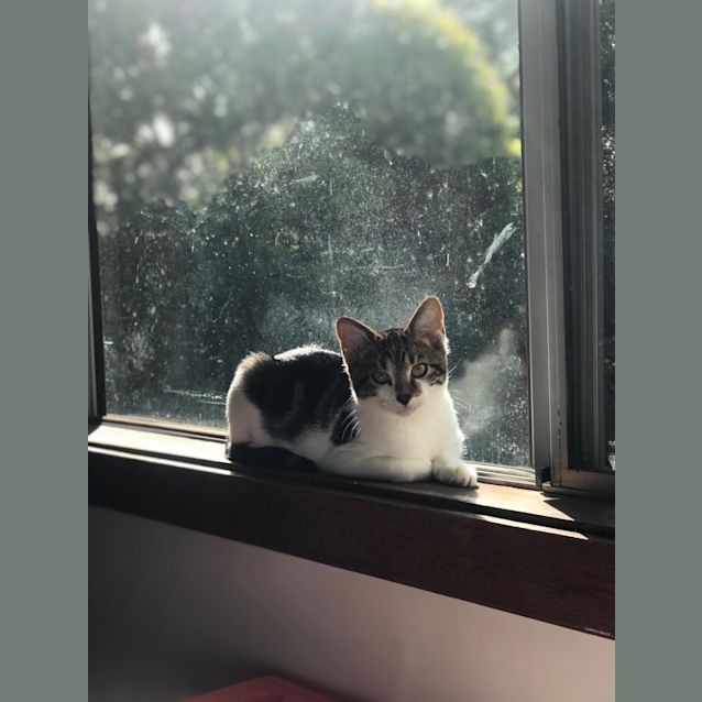 Photo of Maisy ~ 4 Month Old Kitten