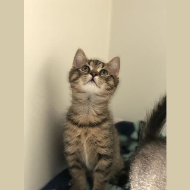 Photo of Oakly