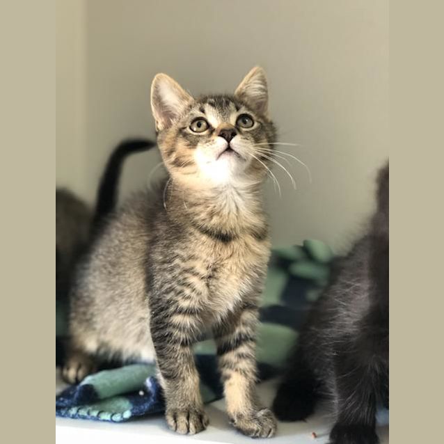 Photo of Tinsley