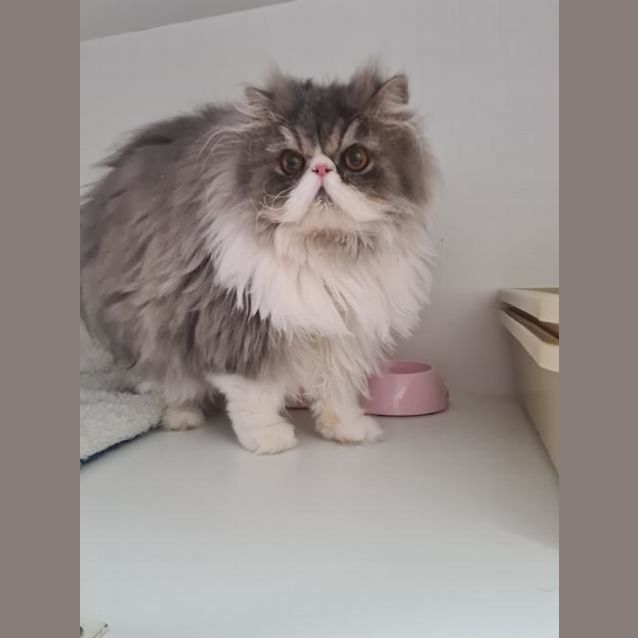 Photo of Benji