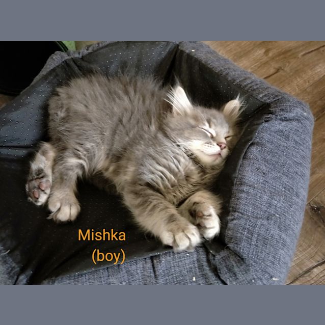 Photo of Mishka **2nd Chance Cat Rescue**