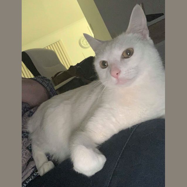 Photo of Snowball ❄️ 