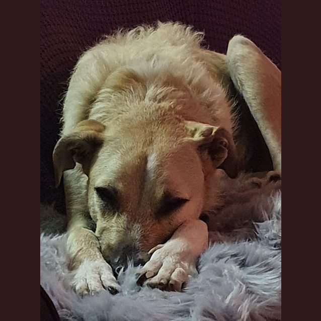 Photo of Archie