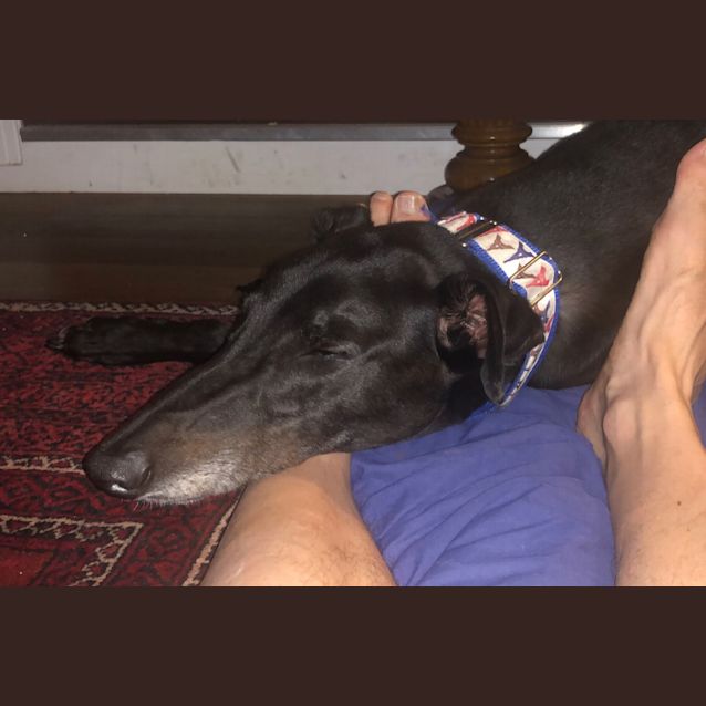 Photo of Buster.   Melbourne