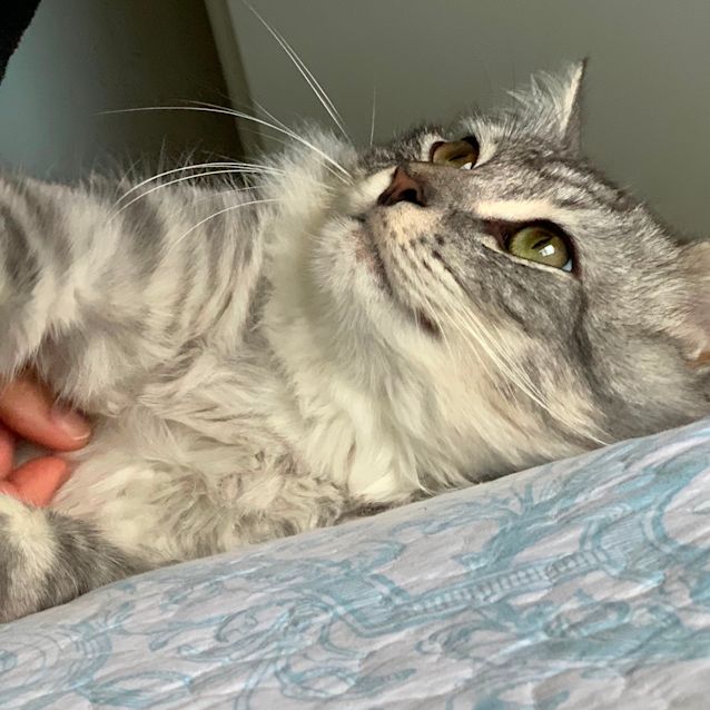 Photo of Hunter 🐱