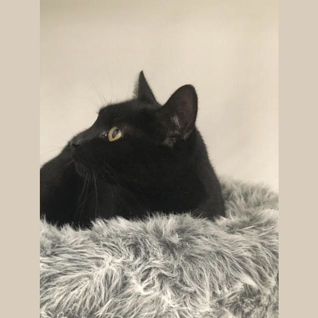 Photo of Cosmo