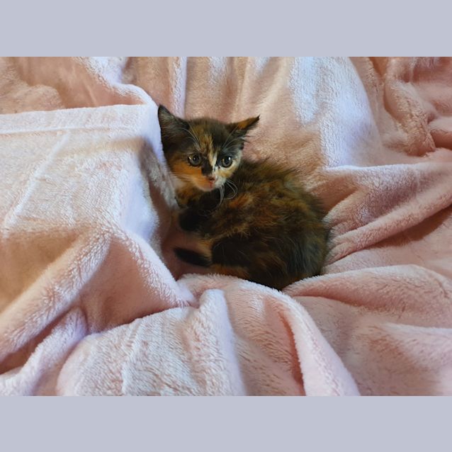 Photo of Blossom