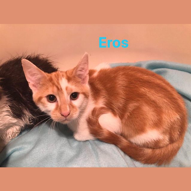 Photo of Eros