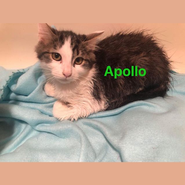 Photo of Apollo 