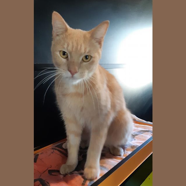 Photo of Aslan