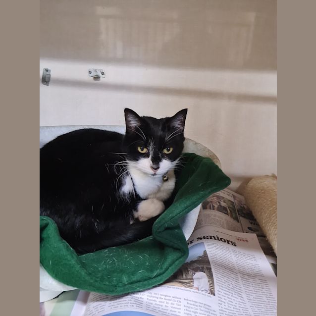 Photo of Moggy