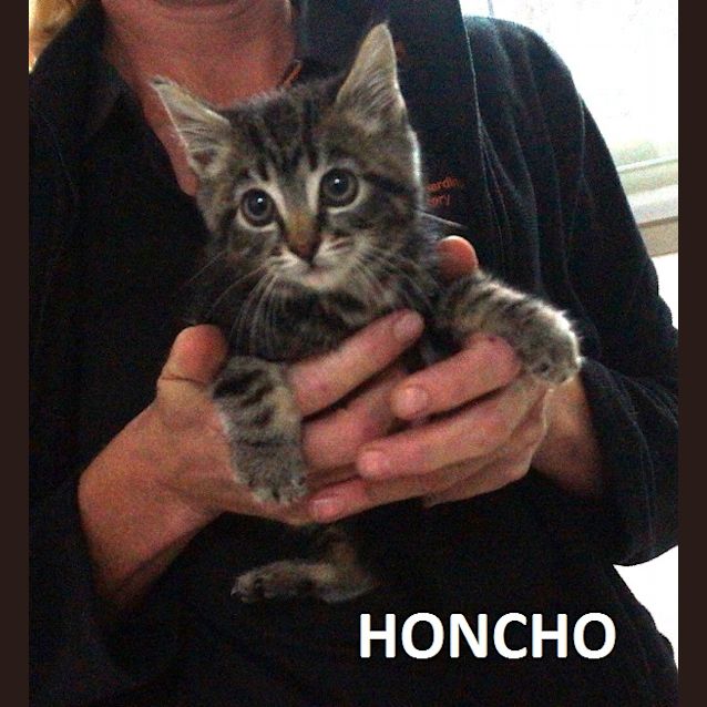 Photo of Honcho