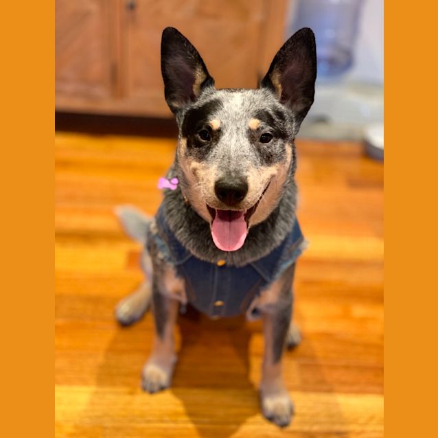 Photo of Cupcake