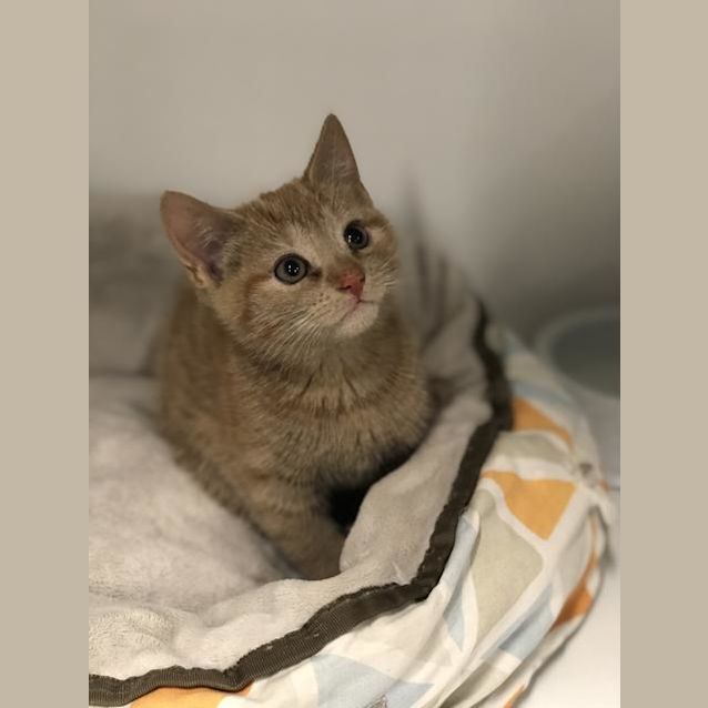 Photo of Nugget