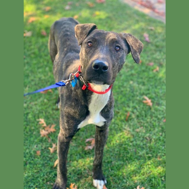 Photo of Whiskey
