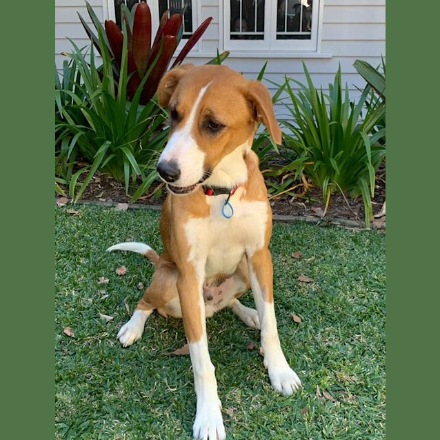Photo of Samson