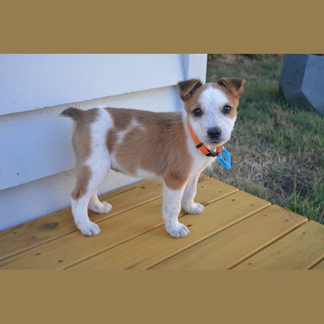 Photo of Honey