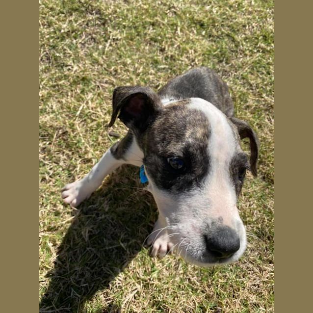 Photo of Pygmy