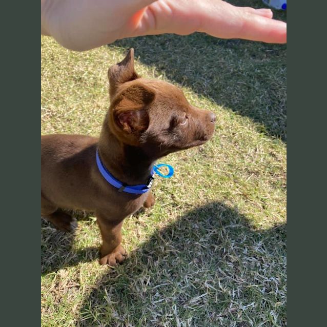 Photo of Copper