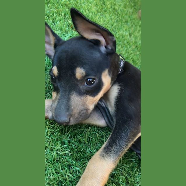 Photo of Gretel