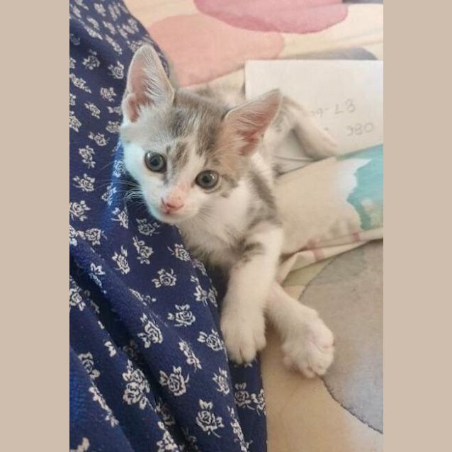 Photo of Marbles