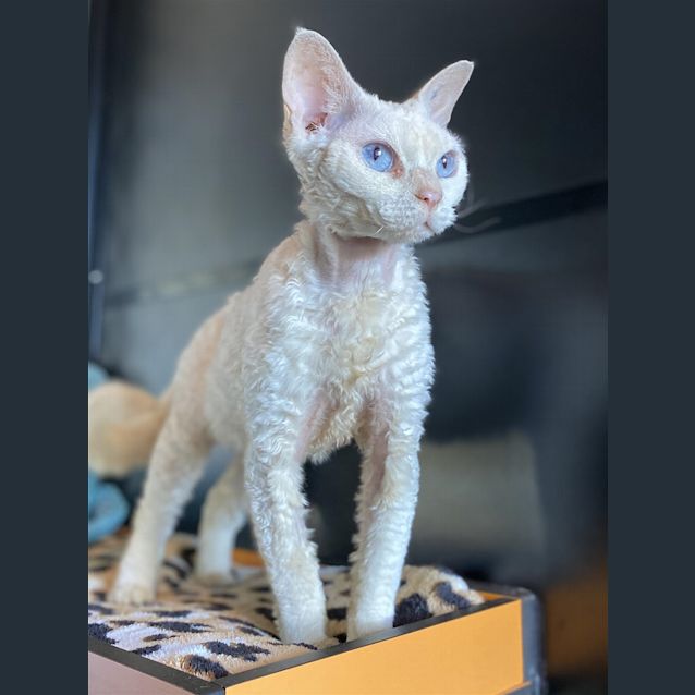 Photo of Lil' Luna Lamb