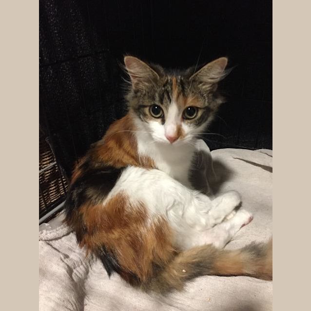 Photo of Ragamuffin