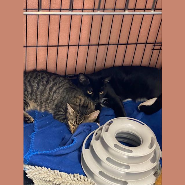 Photo of Tigger And Hugo