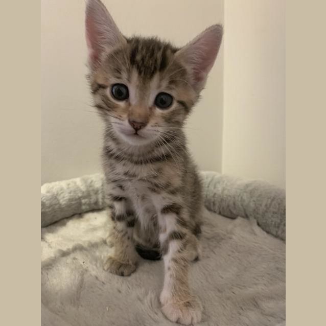 Photo of Aisha