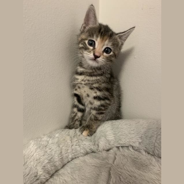 Photo of Ember