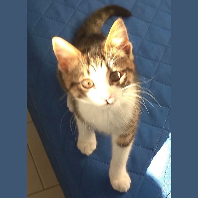 Photo of Sammy (Applications Closed)
