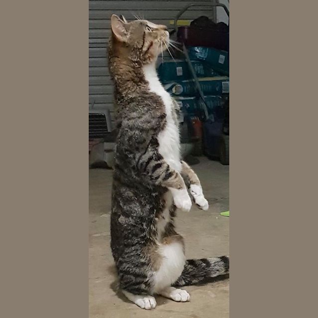 Photo of Taco